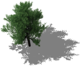 Dark-green-tree.png